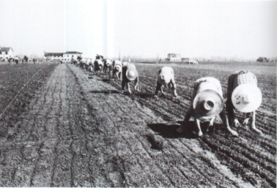 Lavoratori agricoli, anni '40.
